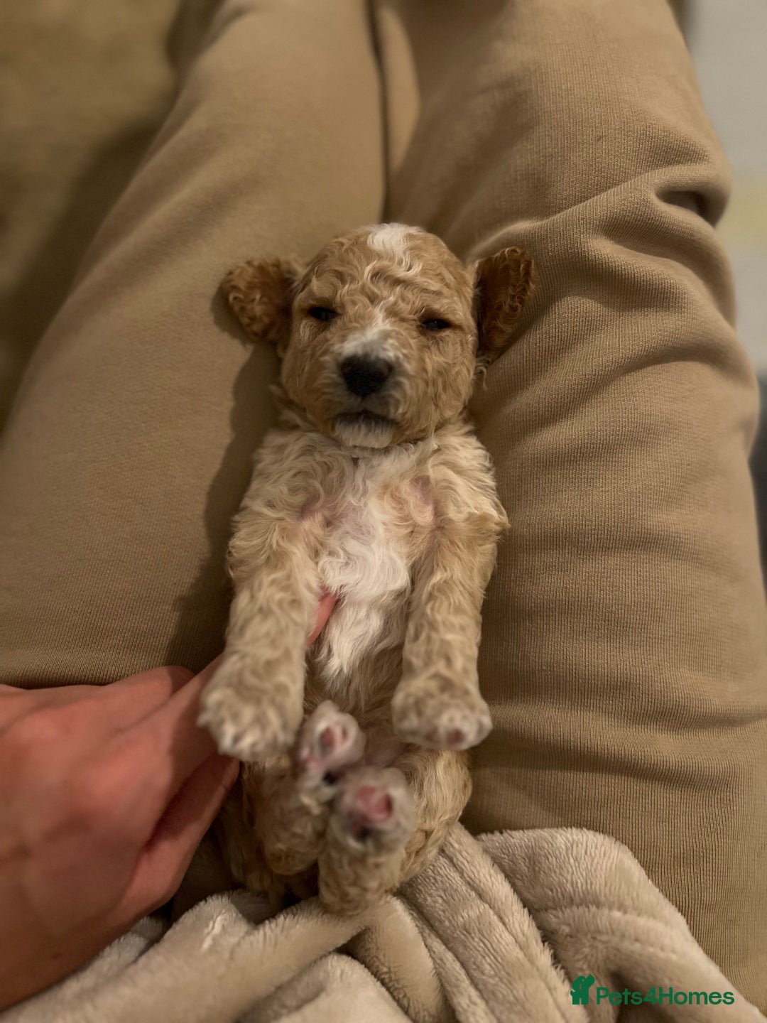 Mixed Breed dogs for sale: Cockapoochon Puppies.  - Image 20