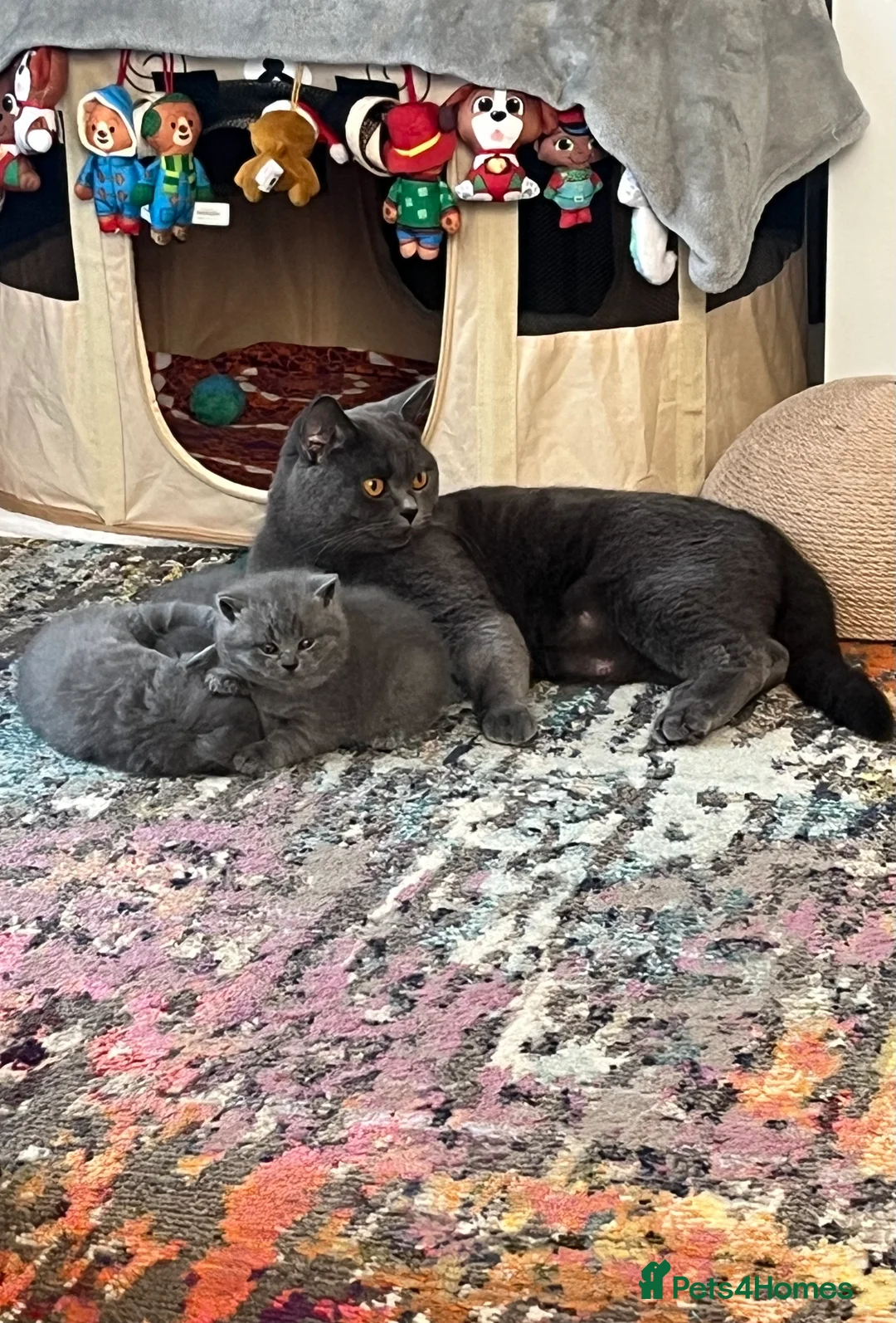 British Shorthair cats for sale: British Shorthair Kittens Available - Advert 13