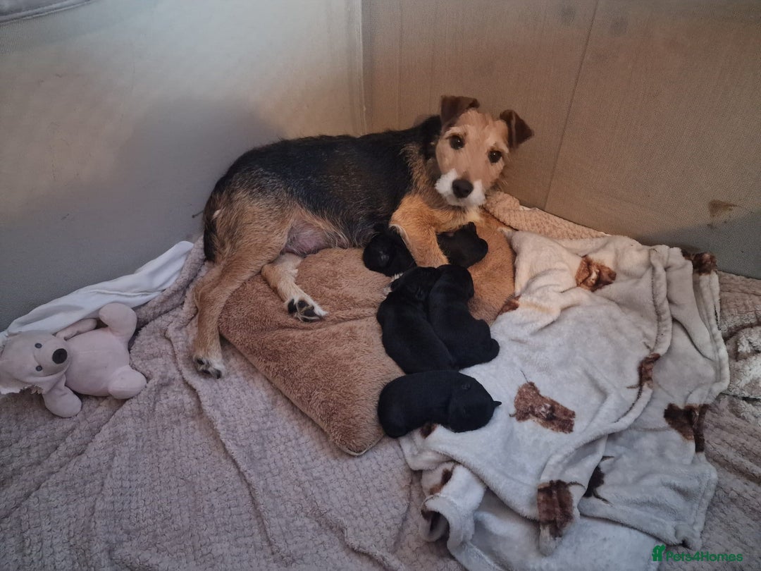 Patterjack dogs for sale: Stunning litter of puppies for sale  - Advert 6