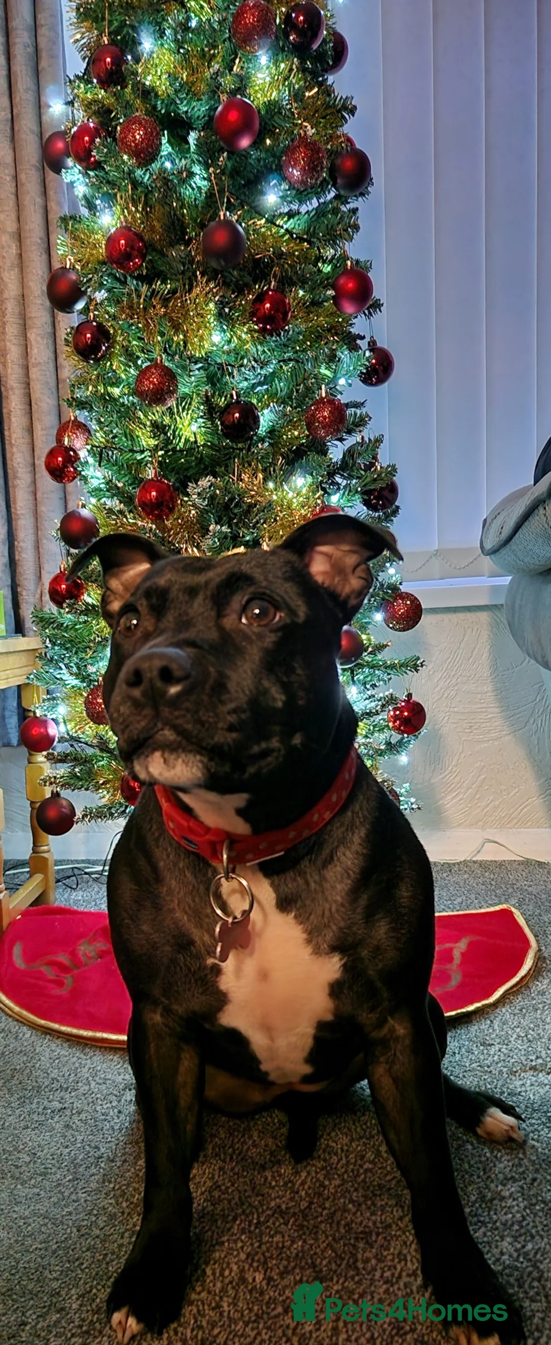 Staffordshire Bull Terrier dogs for sale: 3 year old female staffy - Advert 3