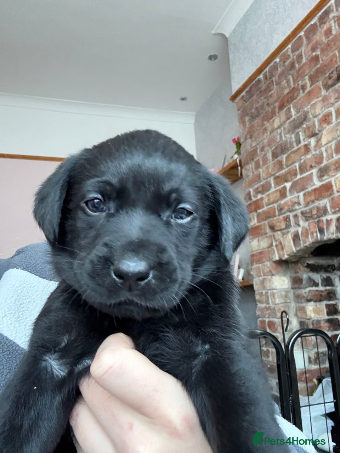 Labrador Retriever dogs for sale: Gorgeous chunky black lab pups🖤 - Advert 30