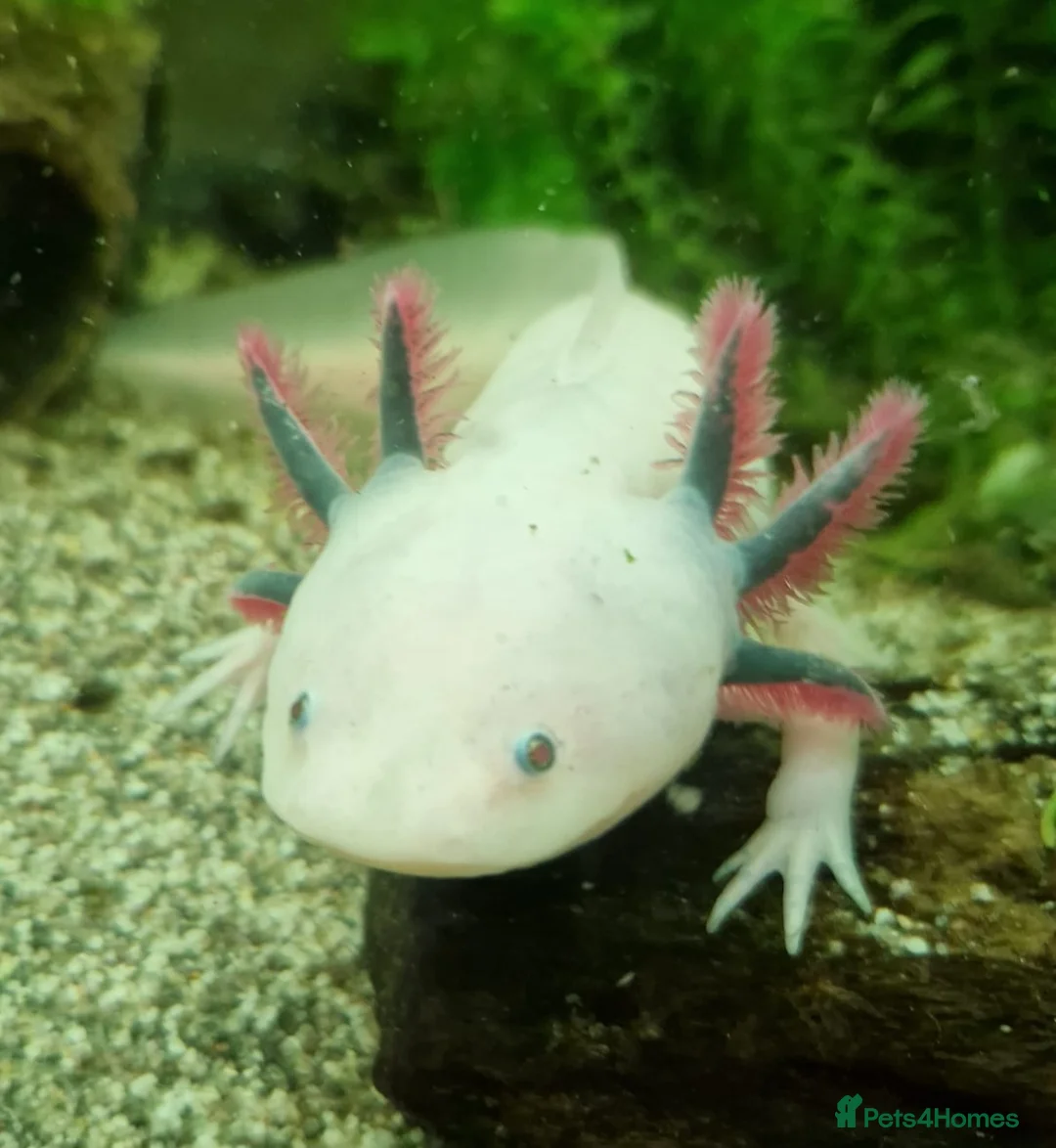Other/Mixed Breed fish for sale: Lucianic Axolotl Babies – 5–6 Weeks –  Healthy - Advert 1