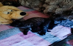 Bengal cats for sale: Three Bengals - Image 15