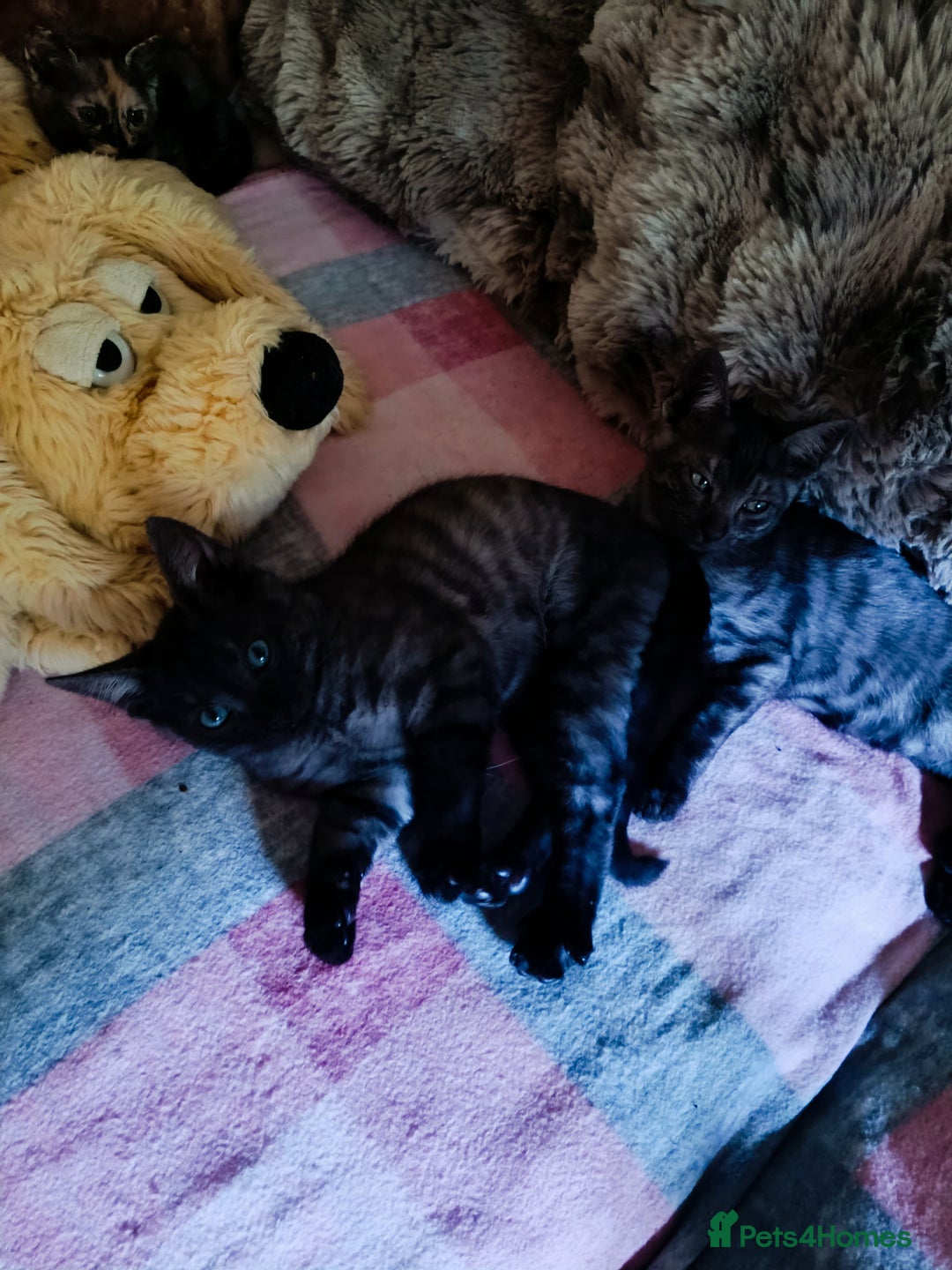 Bengal cats for sale: Three Bengals - Image 15