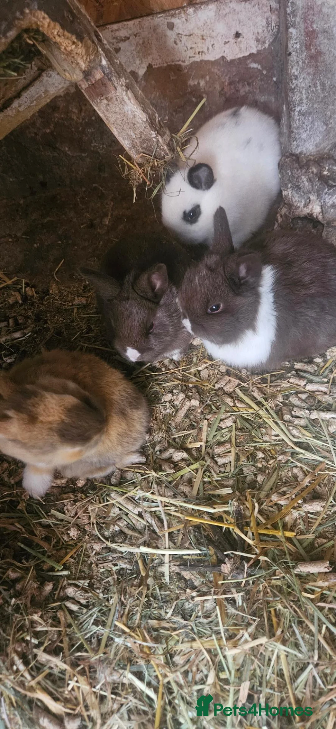 Mixed Breed rabbits for sale: They are 4 and 13 weeks olds 💞 - Advert 12