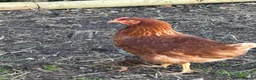 Chickens poultry for sale: Point of lay Leghorn and brown laying hens - Advert 6