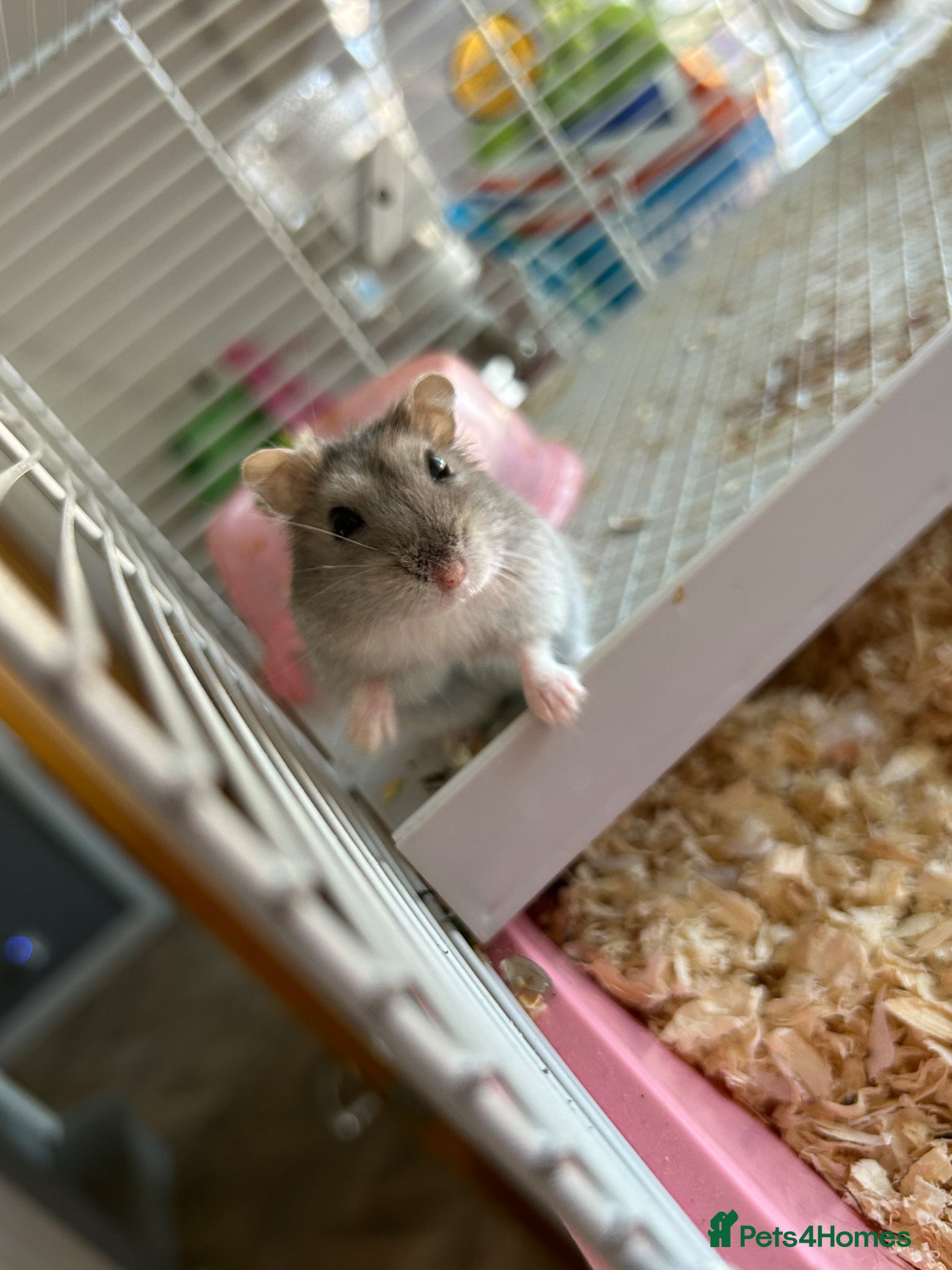 Hamster rodents female hamster  - Advert 2