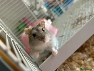 Hamster rodents female hamster - Advert 10