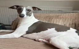 Italian Greyhound dogs for sale: 7/8 Italian Greyhound, 1/8 Whippet Puppies - Image 5