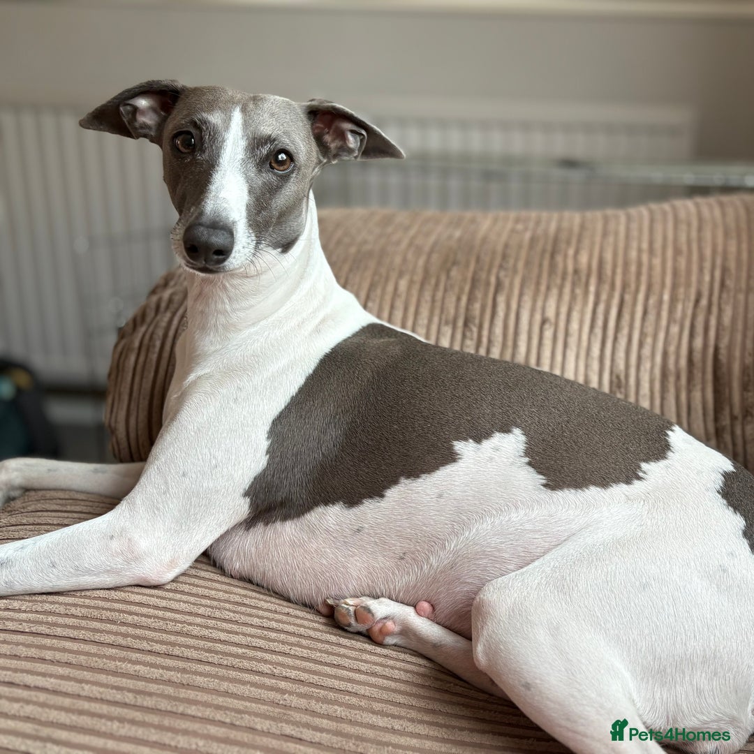 Italian Greyhound dogs for sale: 7/8 Italian Greyhound, 1/8 Whippet Puppies - Image 5