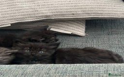 Domestic Shorthair cats for sale: GORGEOUS FLUFFY DARK TABBY KITTENS - Image 8