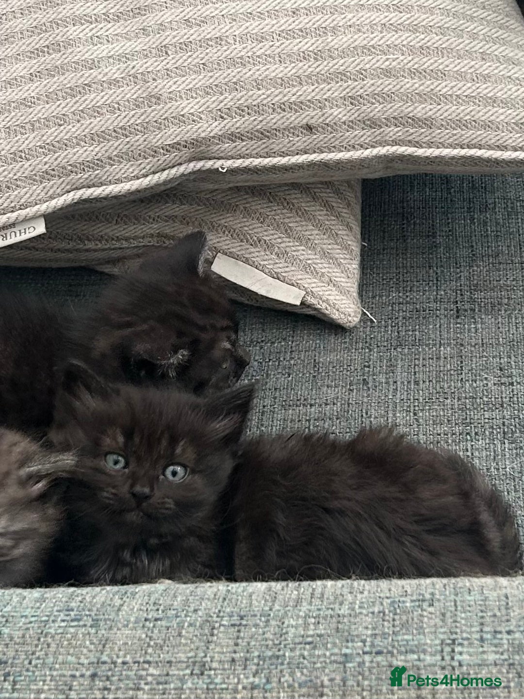 Domestic Shorthair cats for sale: GORGEOUS FLUFFY DARK TABBY KITTENS - Image 8