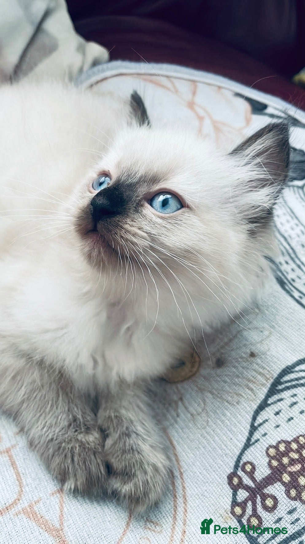 Ragdoll cats Ragdoll kittens - Advert 1