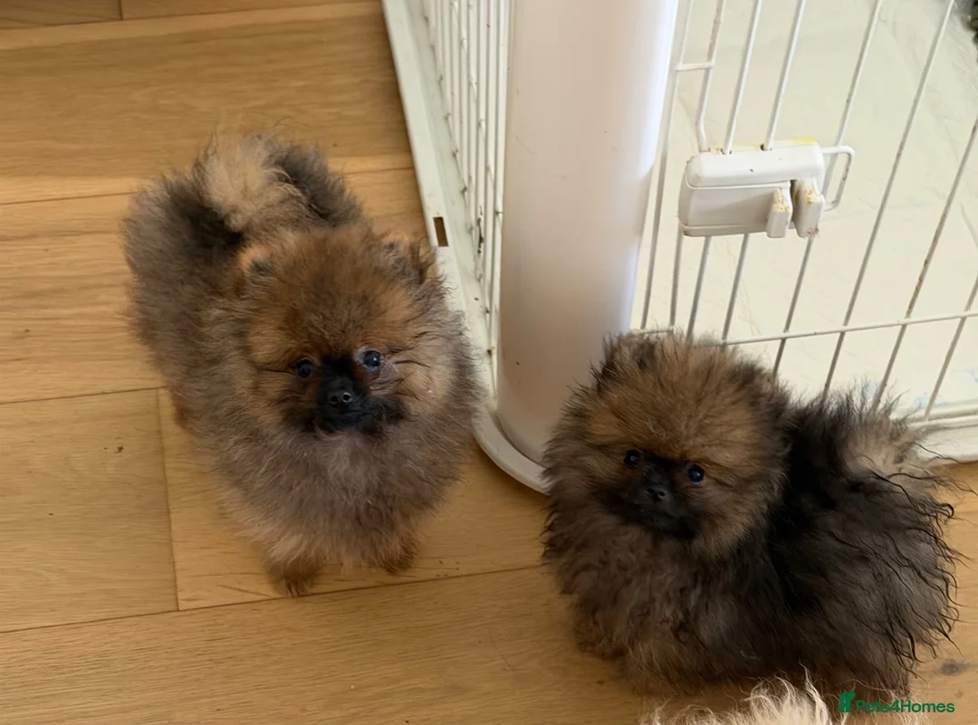 Pomeranian dogs for sale: Royal Kennel Club reg show Pomeranian puppies - Advert 2