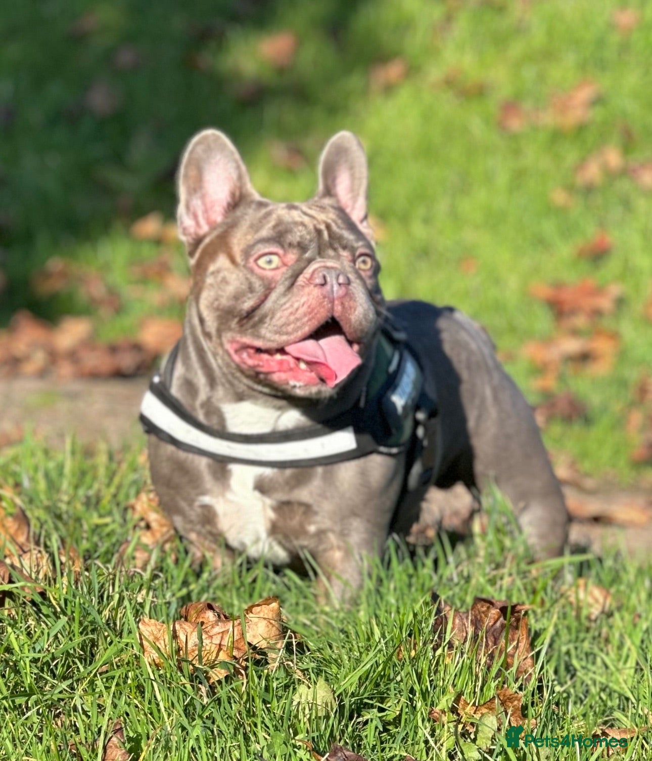 French Bulldog dogs Absolutely stunning, true to type French bulldog - Advert 3