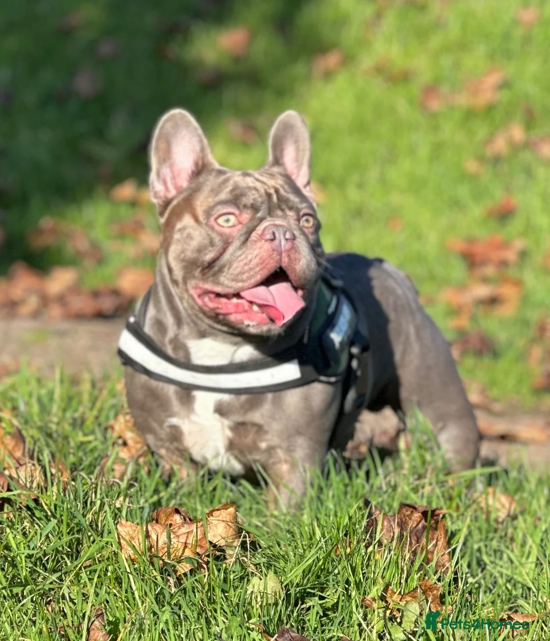 French Bulldog dogs for stud: Absolutely stunning, true to type French bulldog - Advert 1