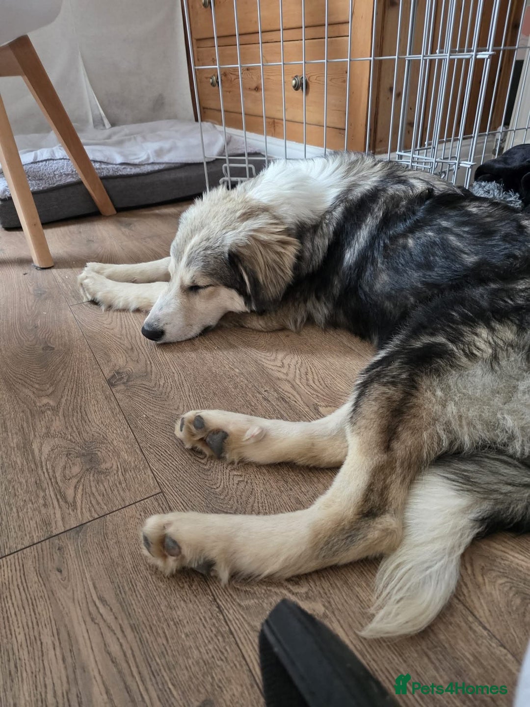 Mixed Breed dogs for adoption: Meet Bolt, currently residing in Blackpool - Advert 5