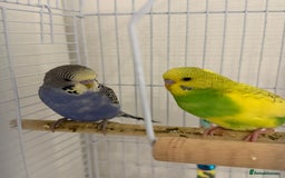 Budgerigars birds for sale: 2x Budgies for sale - Advert 2
