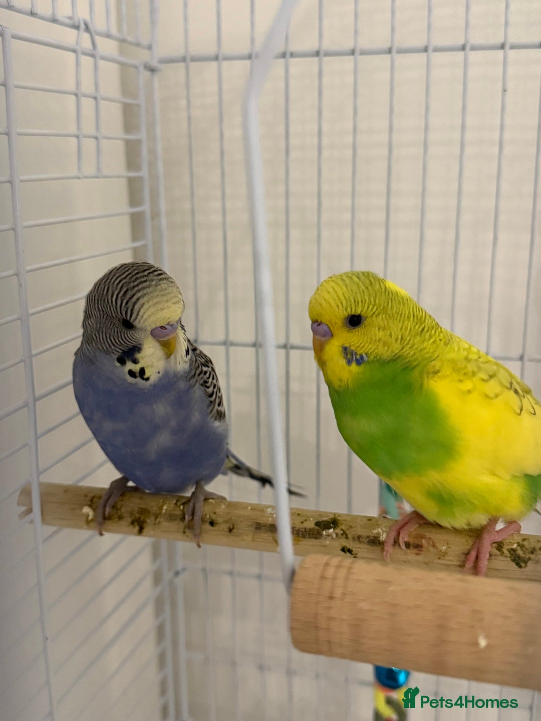 Budgerigars birds for sale: 2x Budgies for sale - Advert 2