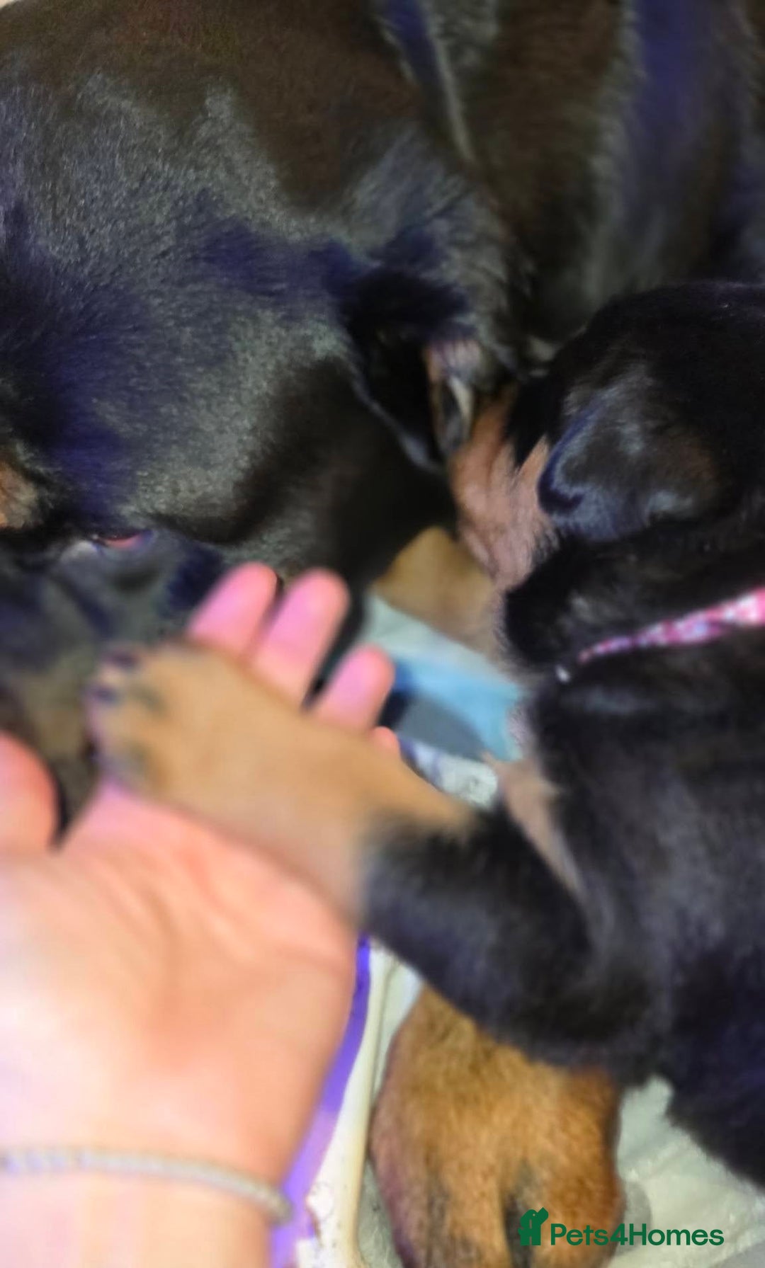 Rottweiler dogs for sale: outstanding Rottweiler pups excellent bloodlines. - Advert 17