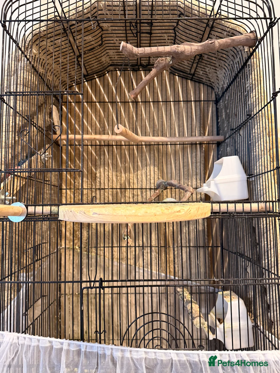 Cockatiels birds for sale: Cockatiel with cage and carrier bag for sale - Advert 7