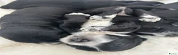 Cockapoo dogs for sale: Black and white tuxedo puppies  - Advert 8