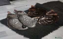 Ocicat cats for sale: 3 Pretty, Pedigree, Black Silver Ocicat Girls - Image 5