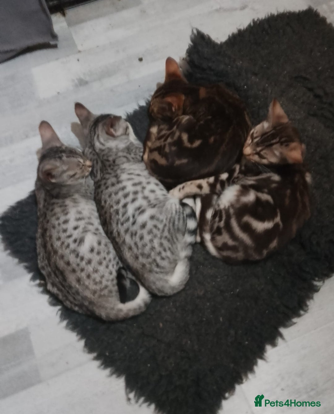 Ocicat cats for sale: 3 Pretty, Pedigree, Black Silver Ocicat Girls - Image 5