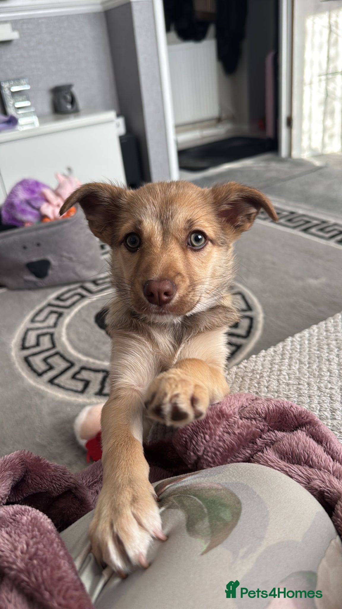 Jack Chi dogs 12 week old female chihuahua x Jack Russell  - Advert 2