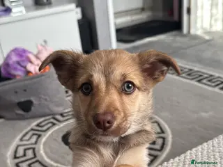 Jack Chi dogs 12 week old female chihuahua x Jack Russell - Advert 12