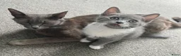 Mixed Breed cats for sale: Mixed breed Russian blue kitten - Advert 8