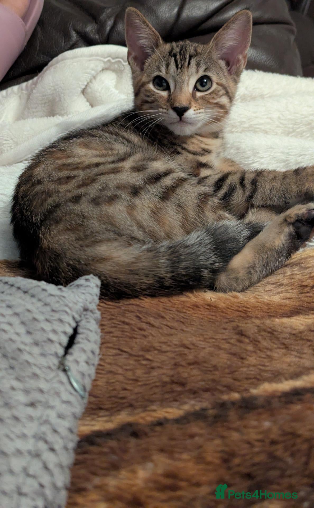 Bengal cats 😻😻 Beautiful Bengal Cross Kittens For Sale 😻😻 - Advert 13