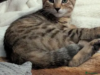Bengal cats 😻😻 Beautiful Bengal Cross Kittens For Sale 😻😻 - Advert 3