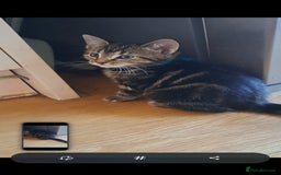 Mixed Breed cats for sale: 5 beautiful kitten ready to go. (Price negotiable) - Image 8