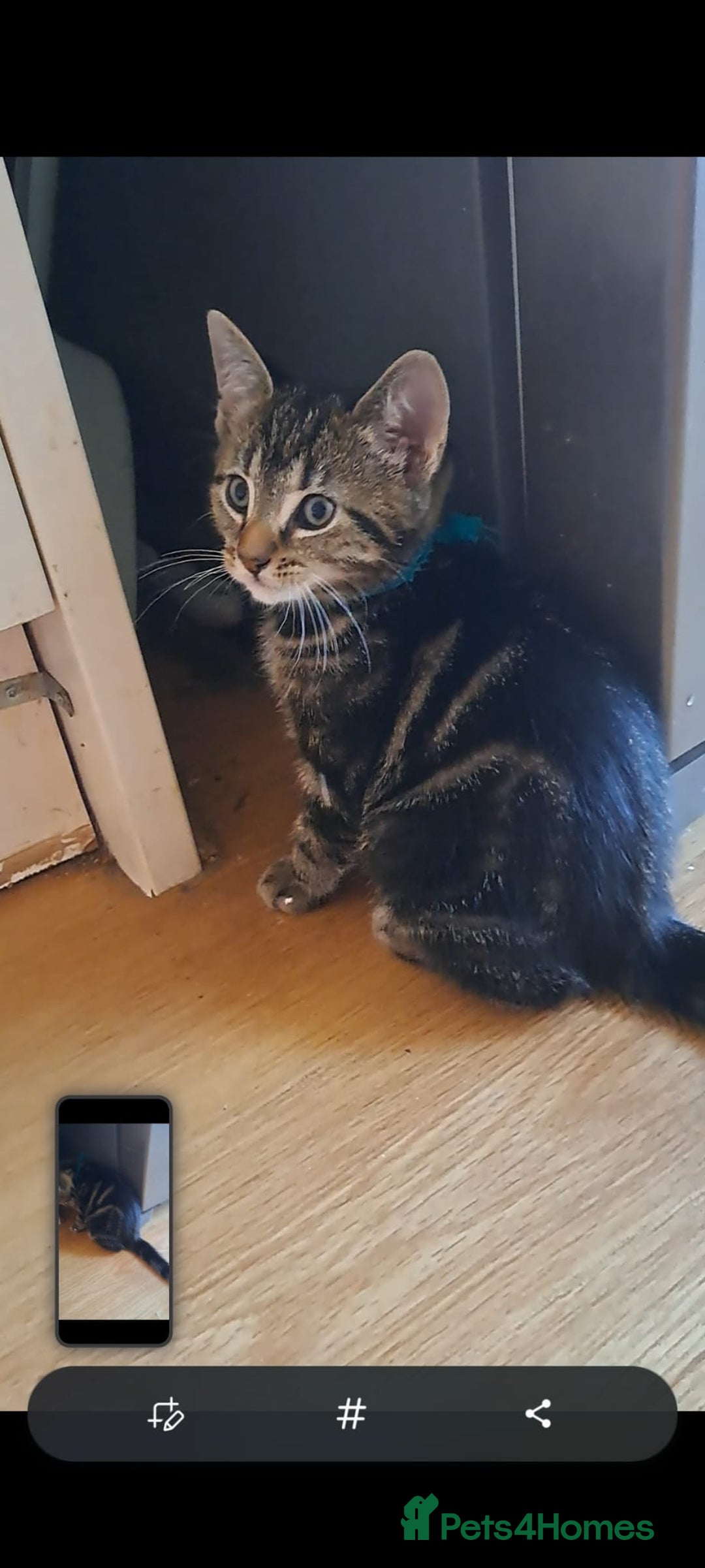 Mixed Breed cats for sale: 5 beautiful kitten ready to go. (Price negotiable) - Image 8