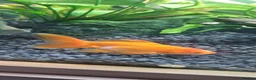Fancy Goldfish fish for sale: Baby fancy gold fish/black moors in Hounslow - Advert 1