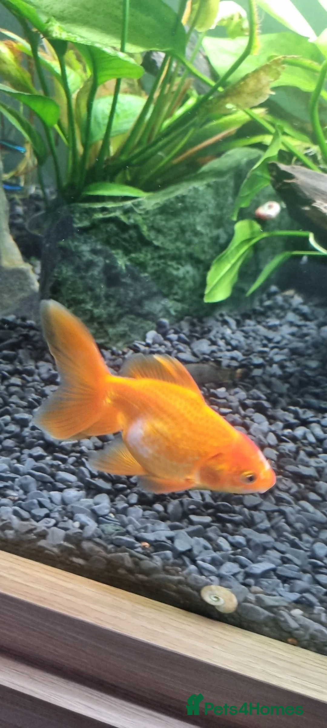 Fancy Goldfish fish for sale: Baby fancy gold fish/black moors in Hounslow - Advert 1