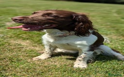 English Springer Spaniel dogs for sale: Adorable Springer Spaniel Puppies - Image 3