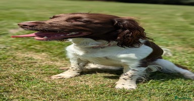 English Springer Spaniel dogs - Advert 7