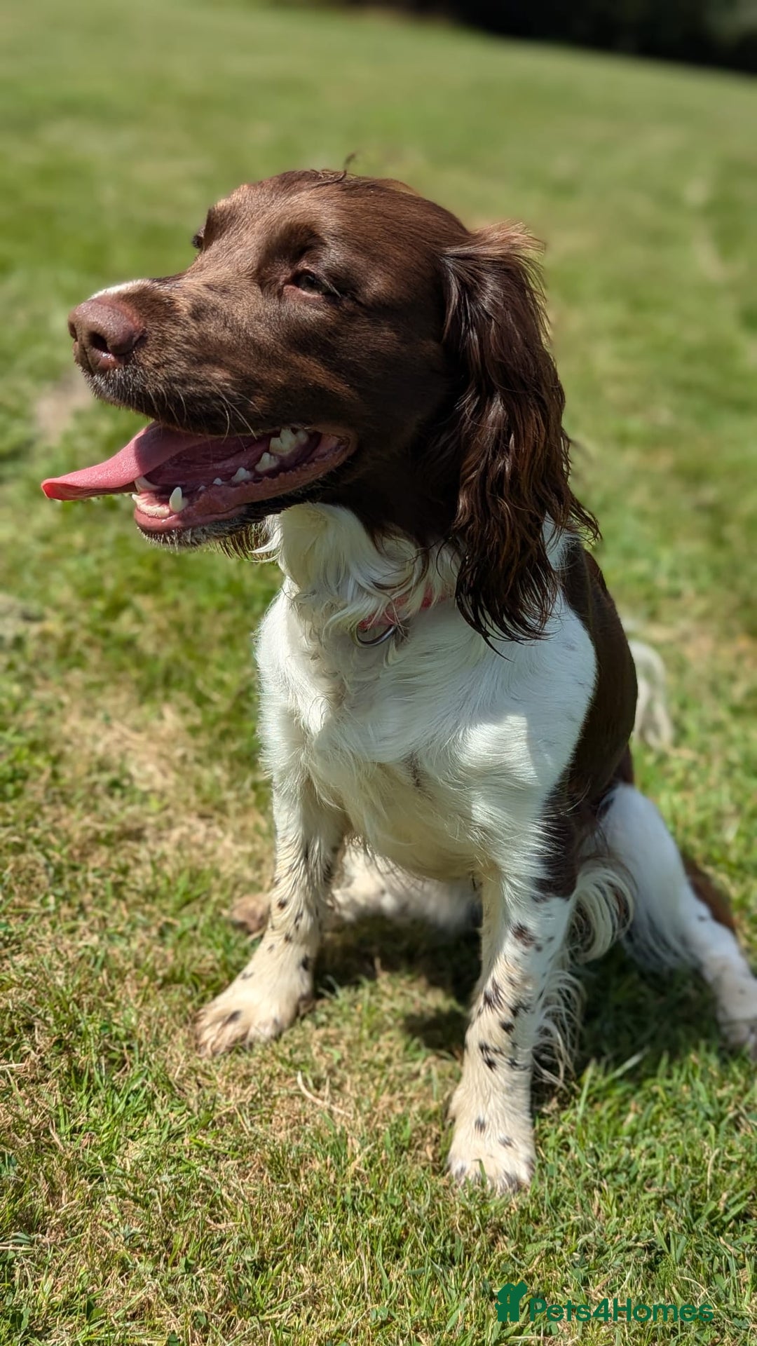 English Springer Spaniel dogs for sale: Adorable Springer Spaniel Puppies - Image 3