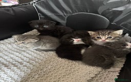 British Shorthair cats for sale: British shorthair cat  - Advert 21