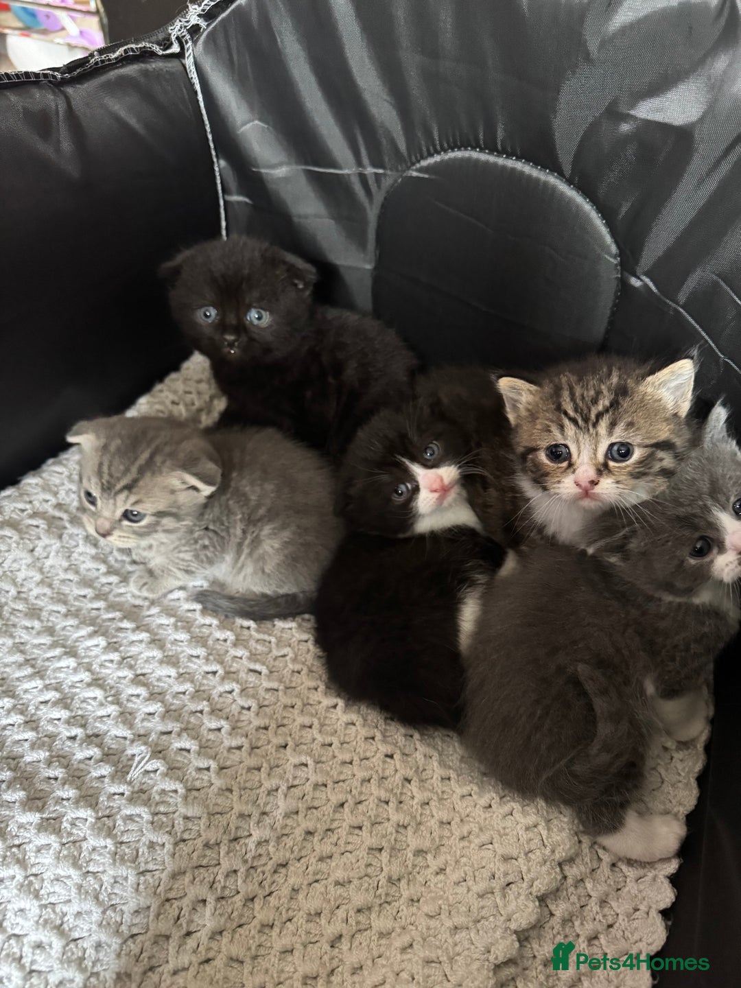 British Shorthair cats for sale: British shorthair cat  - Advert 21