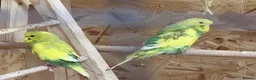 Budgerigars birds for sale: Mix variety of Stunning Young Budgies  - Advert 3