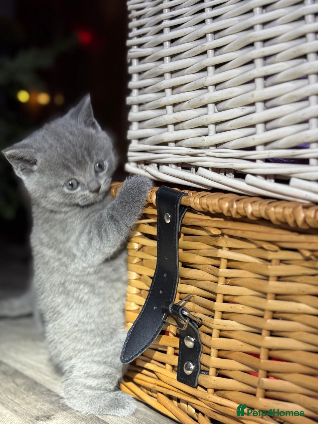 British Shorthair cats for sale: Beautiful British Shorthair Blue Kittens Available - Advert 11