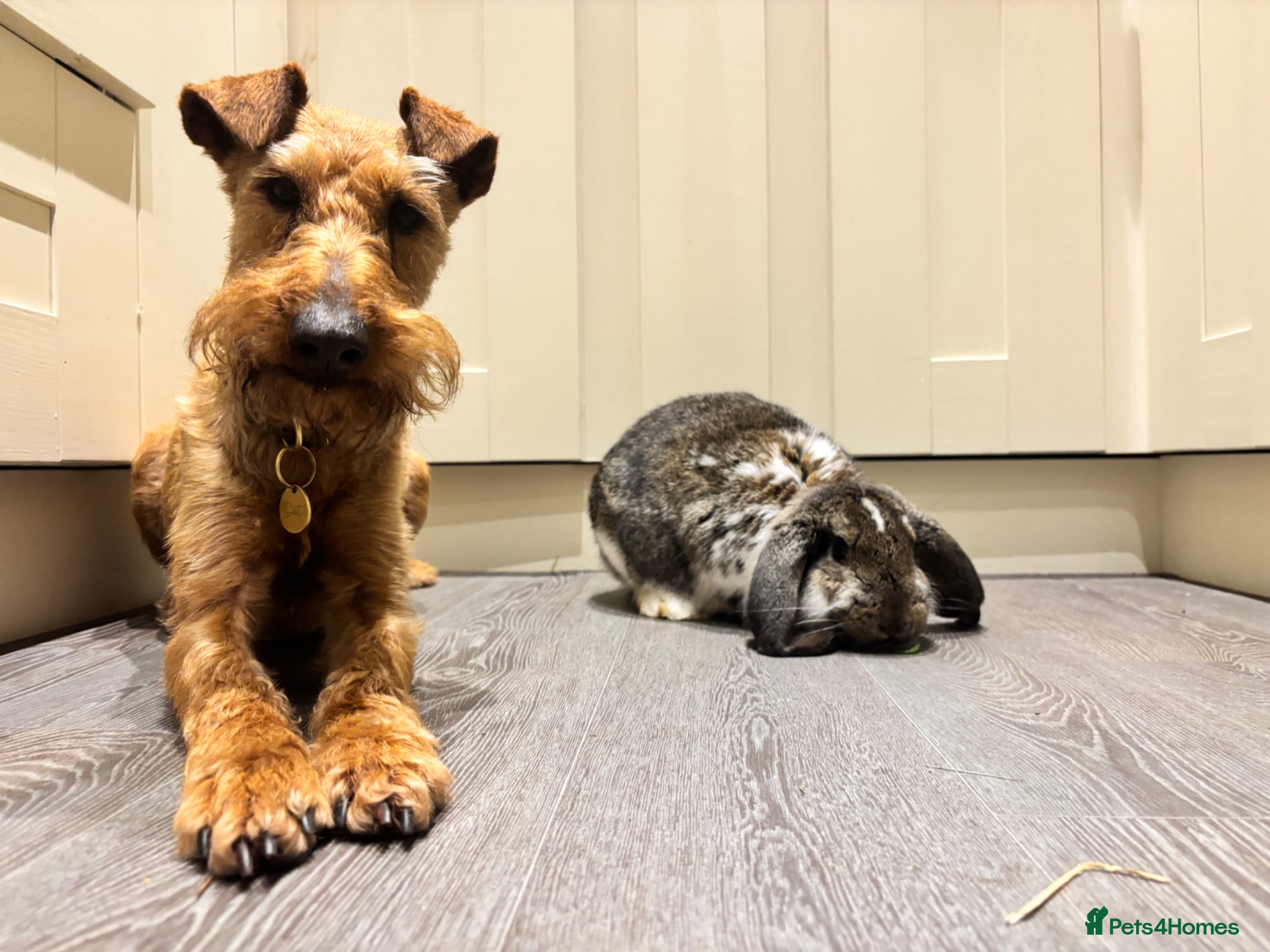 French Lop rabbits Nora the French Lop - Advert 1