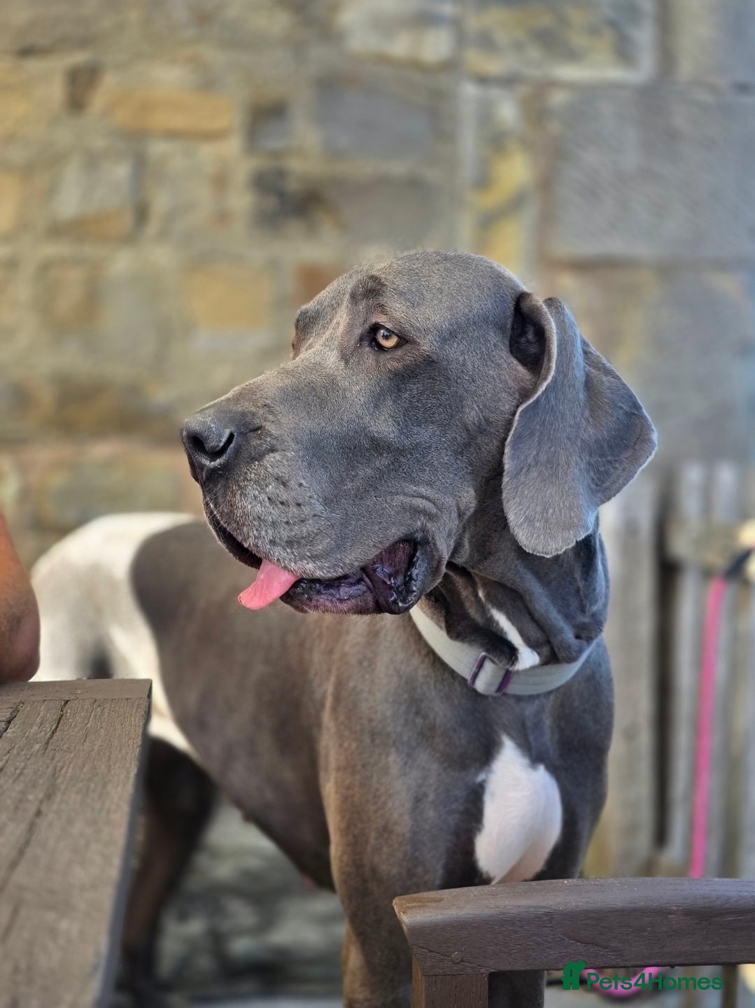 Great Dane dogs 💔🐾 Forever Home Needed 🐾💔 - Advert 7