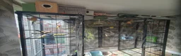 Parakeets birds for sale: Mixed indoor aviary closing in Preston - Advert 5