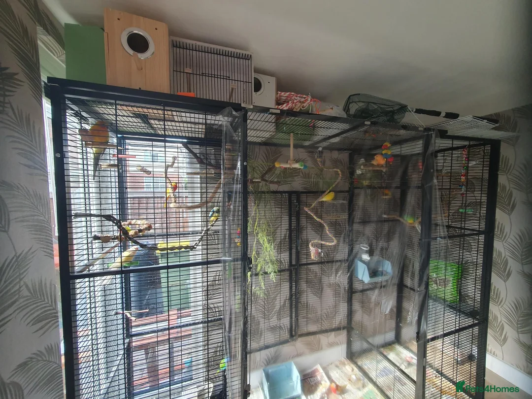 Parakeets birds for sale: Mixed indoor aviary closing in Preston - Advert 5