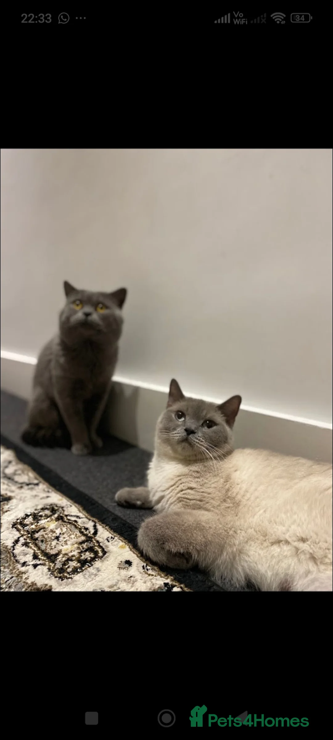 British Shorthair cats for sale: Original brithis cats  - Advert 1