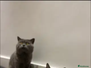 British Shorthair cats Original brithis cats - Advert 1